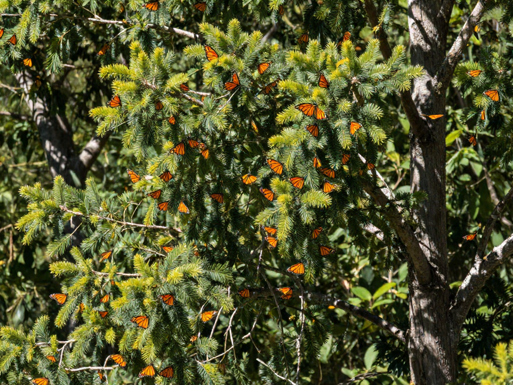 Hundreds of monarch butterflies clustered on the branches of Mexican fir trees