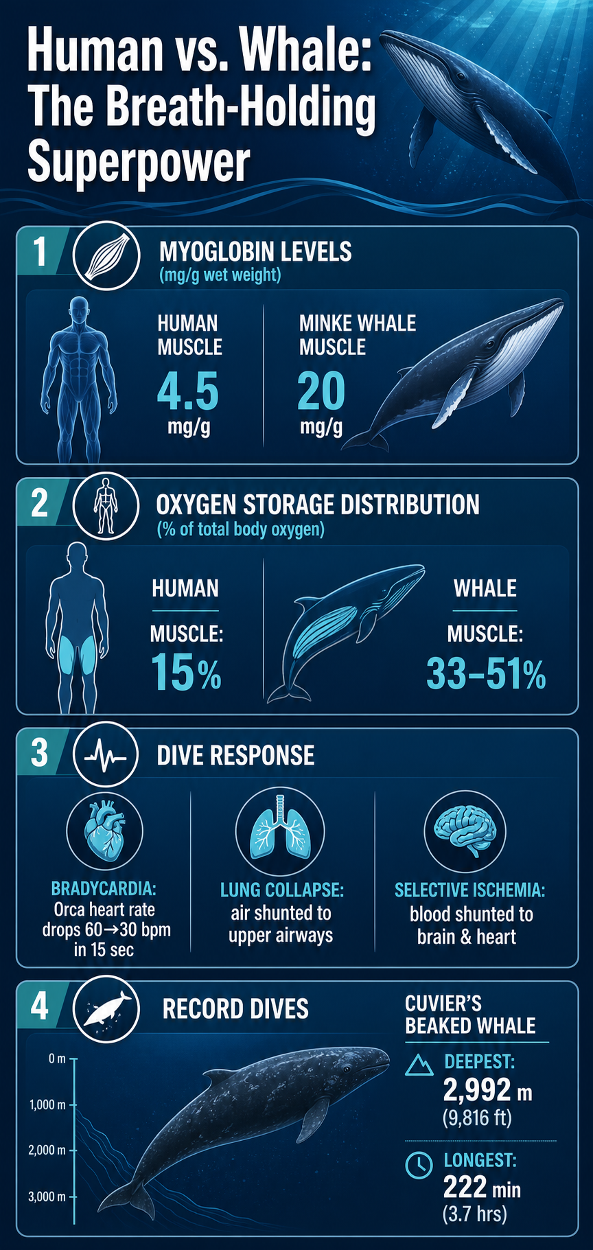 Infographic contrasting human and whale breath-holding adaptations. Key data: myoglobin concentrations (human 4.5 mg/g vs. minke whale 20 mg/g), oxygen storage in muscles (human 15% vs. whales 33-51%), dive response (bradycardia, lung collapse, selective blood shunting), and Cuvier's beaked whale record dives (deepest 2,992 meters, longest 222 minutes).