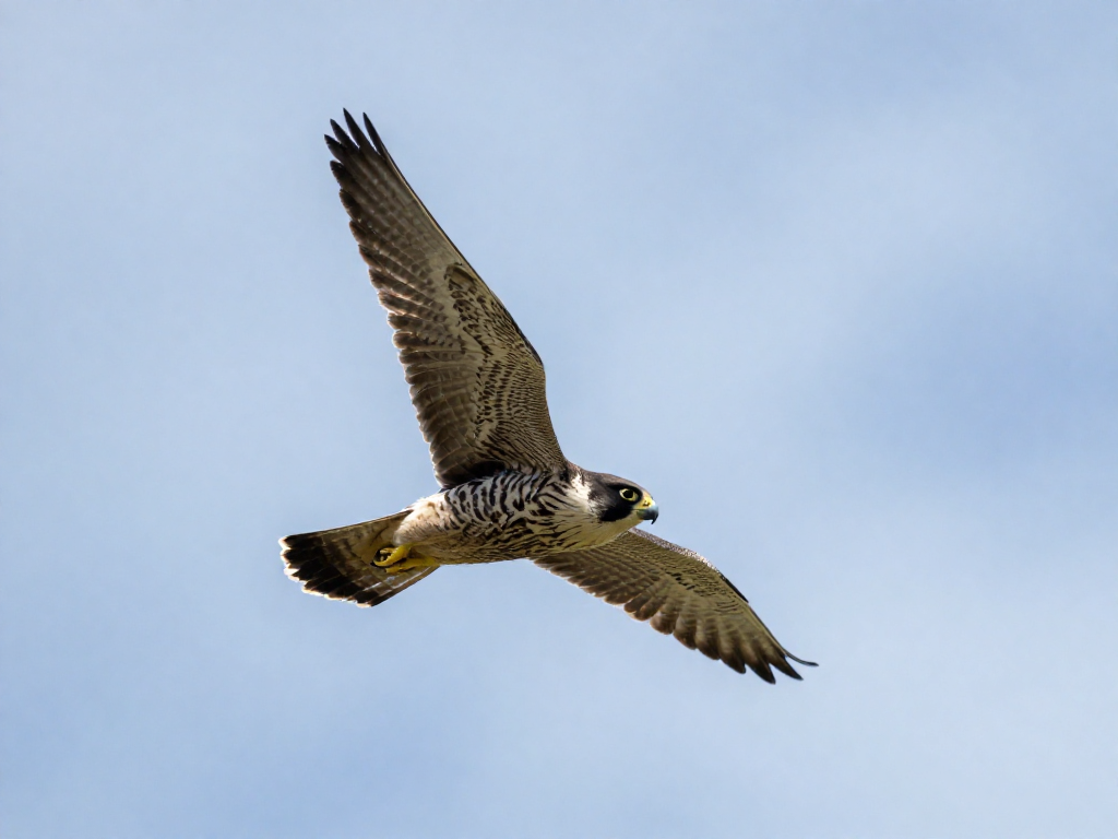 A peregrine falcon in a steep mid-air dive with wings tucked against a bright blue sky