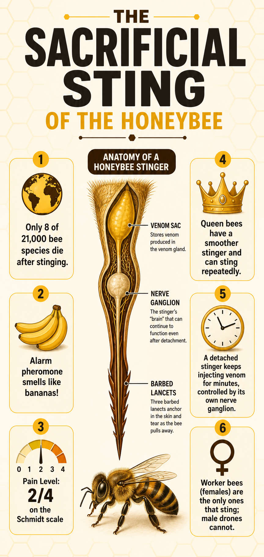 Infographic explaining why honeybees die after they sting, featuring a labeled diagram of a barbed stinger with venom sac and nerve ganglion, plus fact boxes highlighting that only 8 out of 21,000 bee species die after stinging, the alarm pheromone smells like bananas, the pain level is 2 out of 4, queen bees can sting repeatedly, a detached stinger injects venom autonomously, and only female worker bees sting.